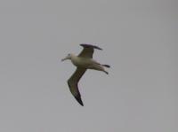 Albums/20060200-New Zealand 2006/20060314-Dunedin/41